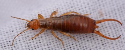 Chelidurella sp.